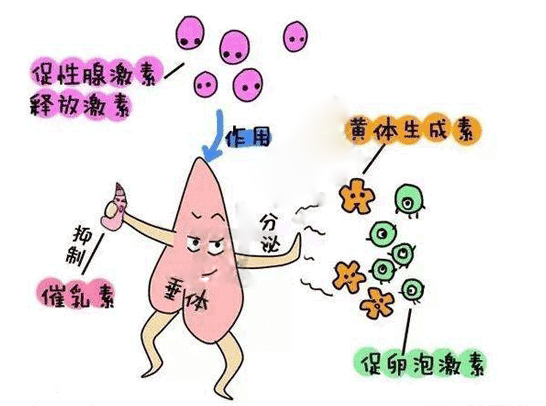 促卵泡生成激素(FSH)