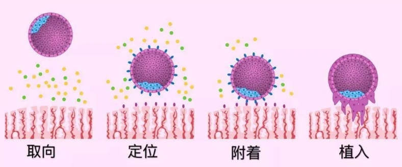 怎么知道自己是否肥胖？肥胖对生育有何影响？肥胖会影响试管婴儿的成功率吗？