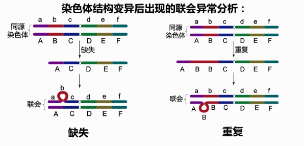 试管婴儿过程中胚胎停育的高风险因素有哪些？备孕前如何做好准备以提高试管婴儿成功率？