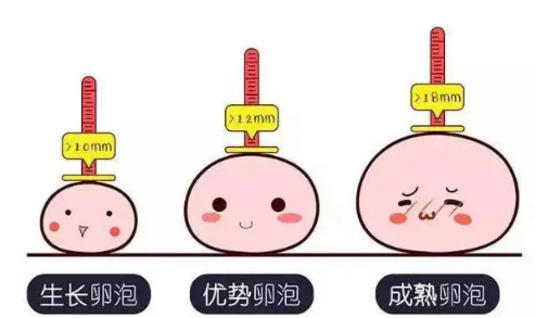 例假过后几天查卵泡发育与成熟度好？