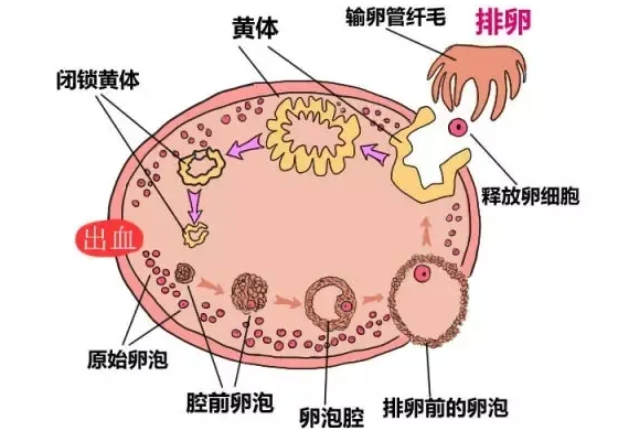 试管长方案取卵怎么样，移植鲜胚成功率高吗？