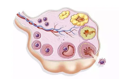 卵泡萎缩对女性的危害可不止不孕不育一种