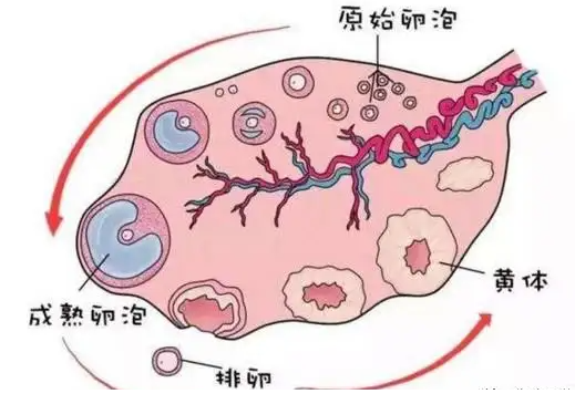 ​卵泡黄素化是什么，导致卵泡黄素化的原因