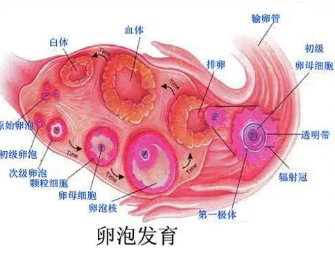 佛山市妇幼保健院生殖中心做二代试管婴儿费用高吗？