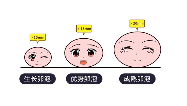 这些调理卵泡质量的中药方子你知道吗？