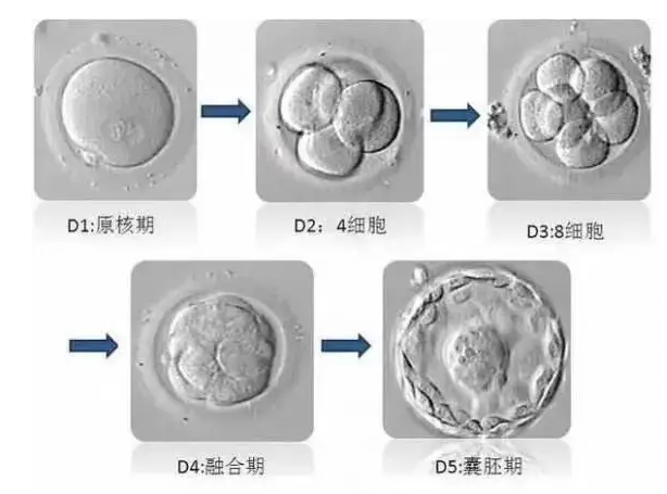 试管婴儿费用