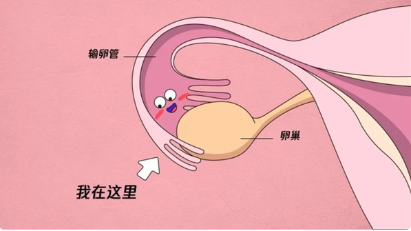 促排多久怀不上需要做造影检查输卵管是否堵塞？