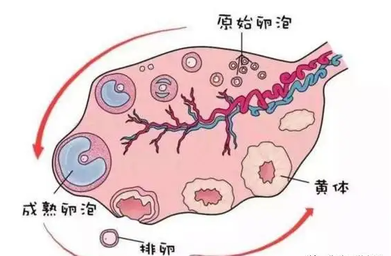 卵泡黄素化不破裂的原因，可能跟分泌紊乱有关