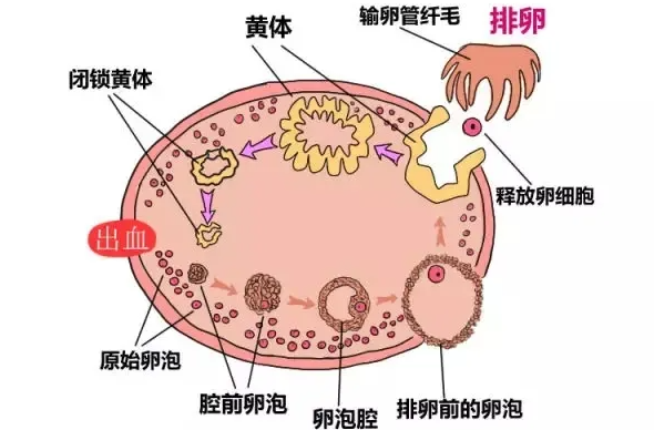 早期先兆流产别怕，这几种处理方法能保住