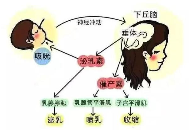 详述泌乳素高对试管婴儿的影响