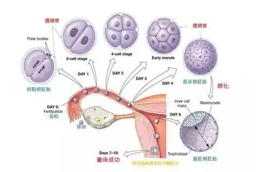 内膜薄移植囊胚成功率不高，有这些原因