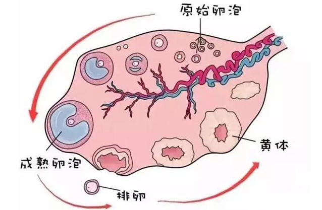 卵巢功能异常会出现空卵泡,找对方法最重要